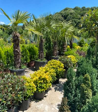 bahce-market-sus-bitkileri bahce-market-sus-bitkileri