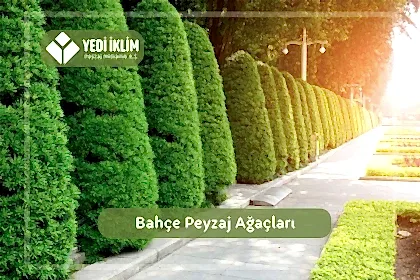 Bahçe Peyzaj Ağaçları