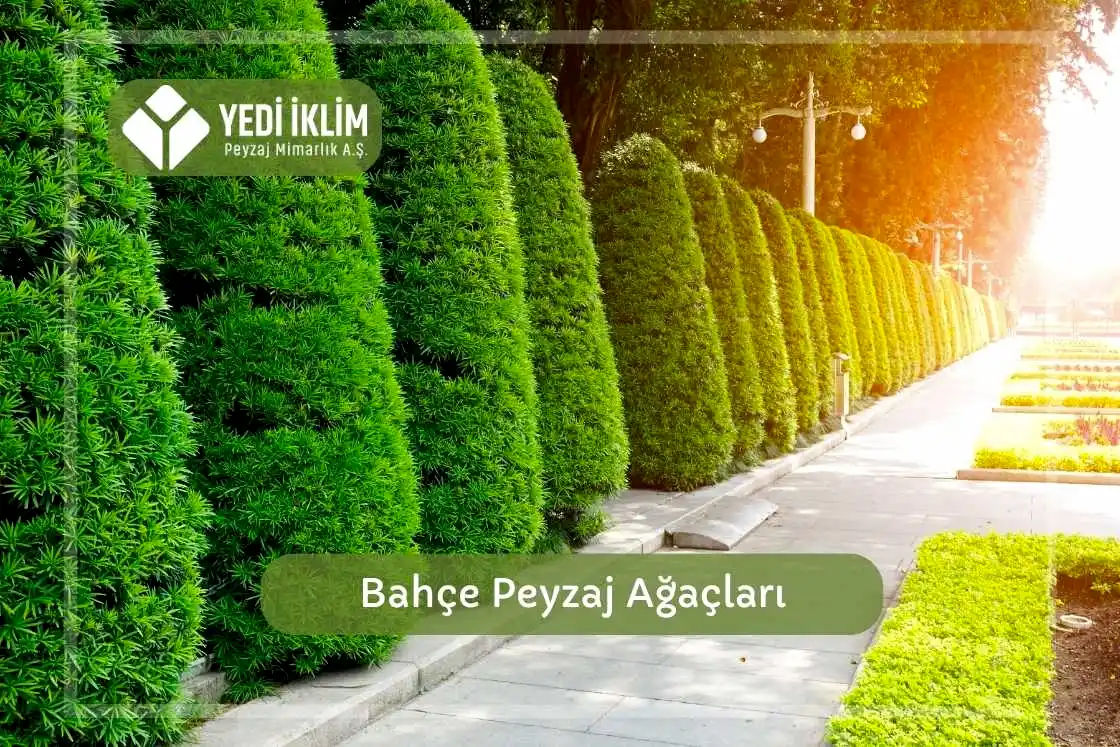 Bahçe Peyzaj Ağaçları
