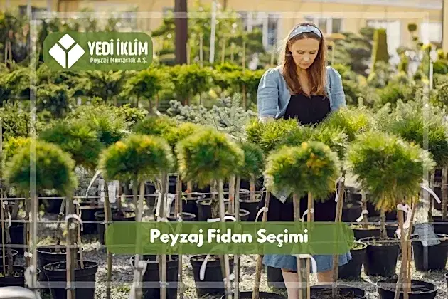 Peyzaj Fidanı Seçimi