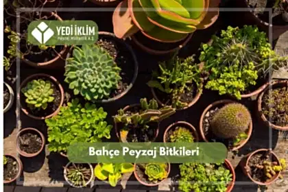 Bahçe Peyzaj Bitkileri