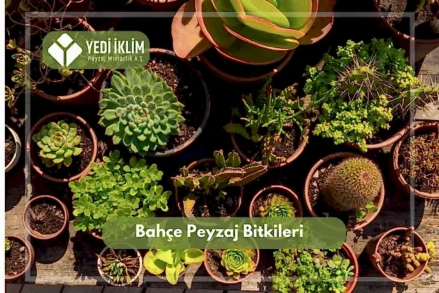 Bahçe Peyzaj Bitkileri