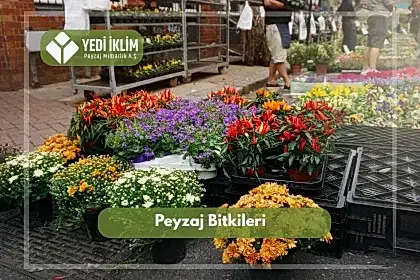 Peyzaj Bitkileri