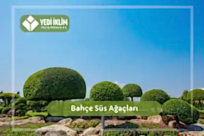 Bahçe Süs Ağaçları