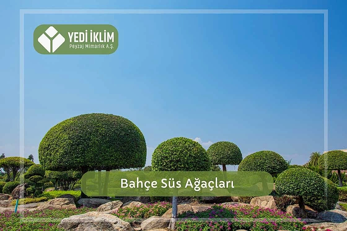 Bahçe Süs Ağaçları