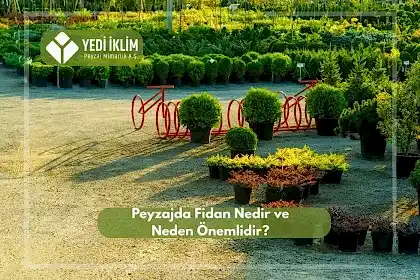Peyzaj Fidanı Nedir ve Neden Önemlidir?