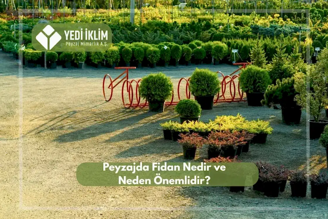 Peyzaj Fidanı Nedir ve Neden Önemlidir?