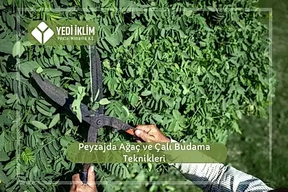 Peyzajda Ağaç ve Çalı Budama Teknikleri