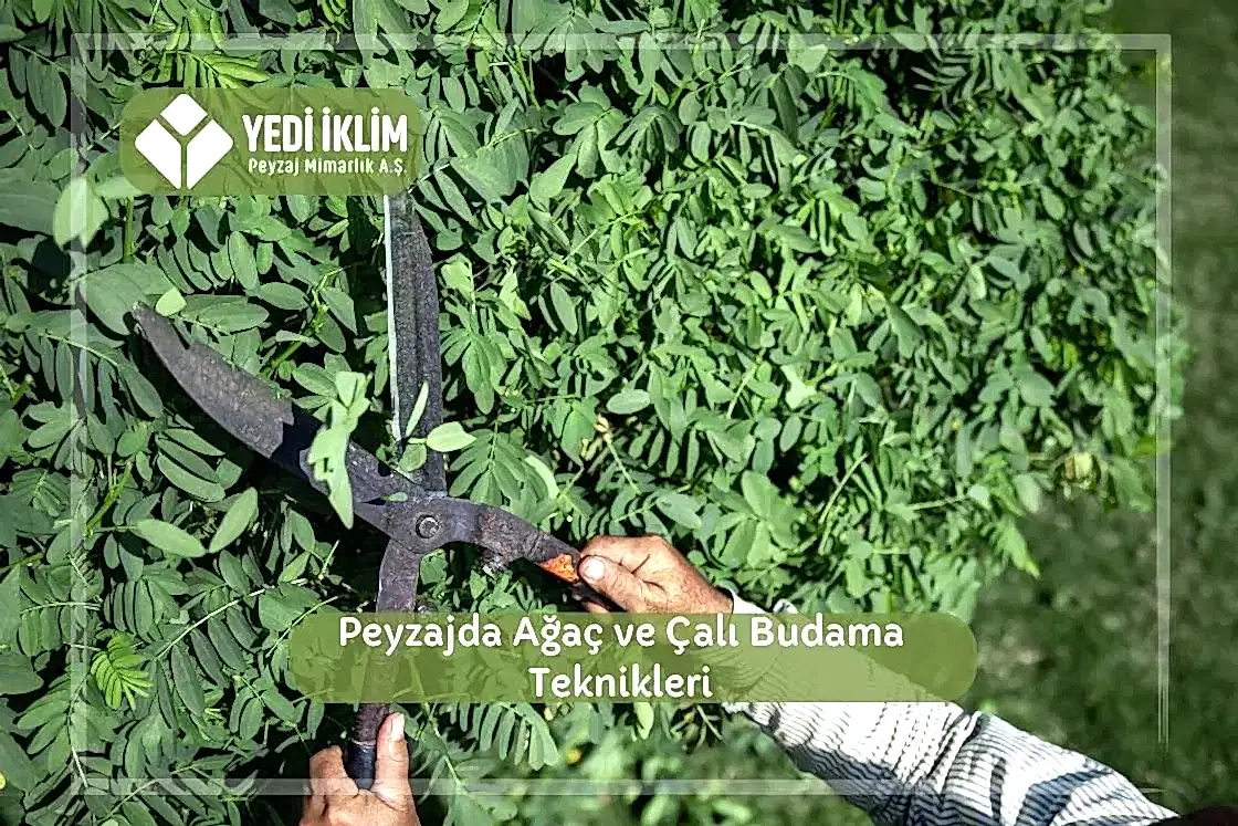Peyzajda Ağaç ve Çalı Budama Teknikleri