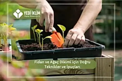 Fidan ve Ağaç Dikimi için Doğru Teknikler ve İpuçları