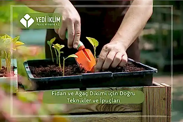 Fidan ve Ağaç Dikimi için Doğru Teknikler ve İpuçları