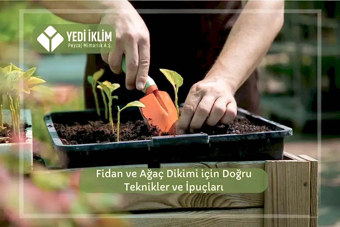 Fidan ve Ağaç Dikimi için Doğru Teknikler ve İpuçları