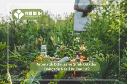 Aromatik Bitkiler ve Şifalı Bitkiler Bahçede Nasıl Kullanılır?