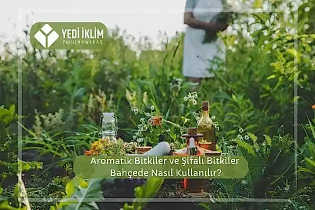 Aromatik Bitkiler ve Şifalı Bitkiler Bahçede Nasıl Kullanılır?