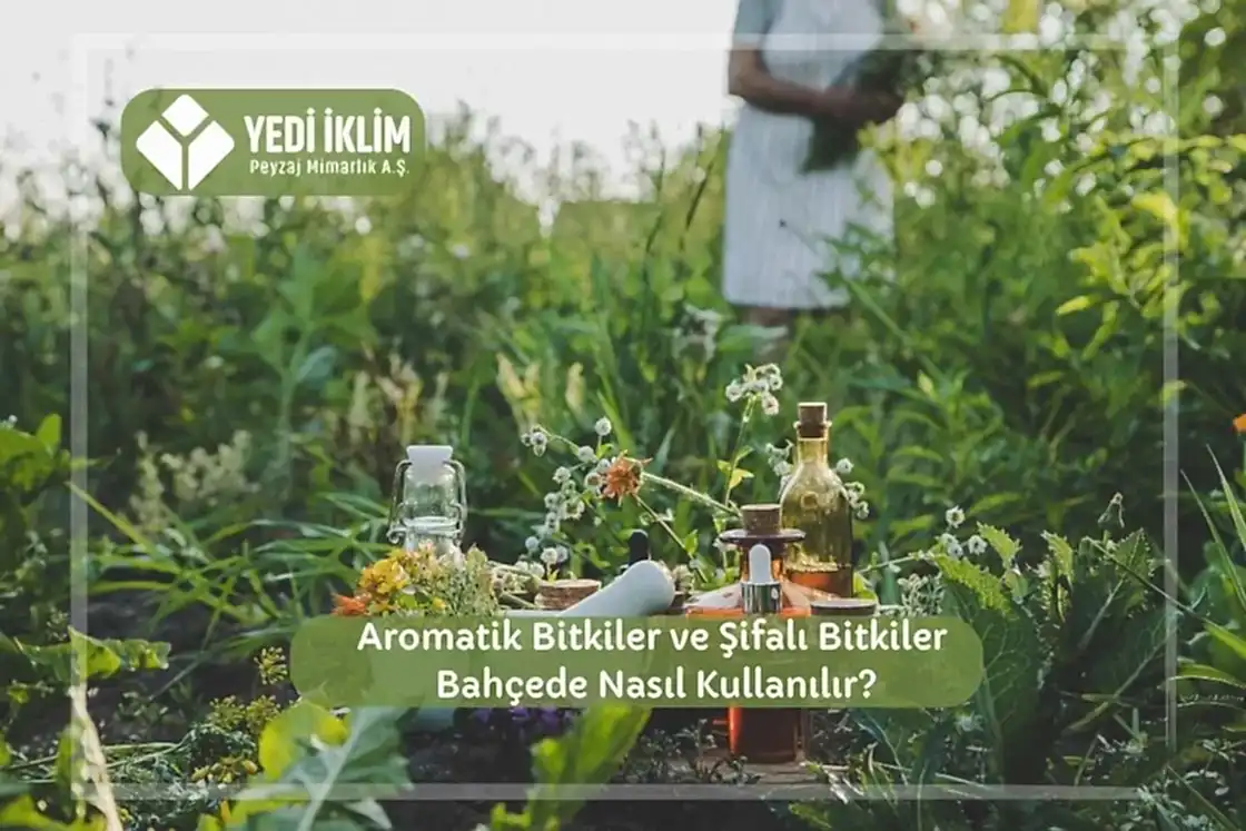 Aromatik Bitkiler ve Şifalı Bitkiler Bahçede Nasıl Kullanılır?
