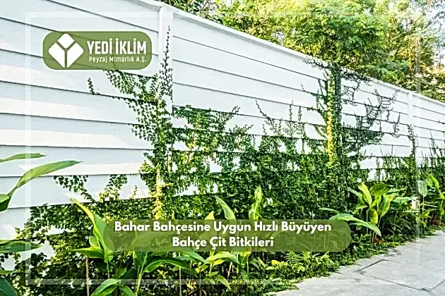 Bahar Bahçesine Uygun Hızlı Büyüyen Bahçe Çit Bitkileri