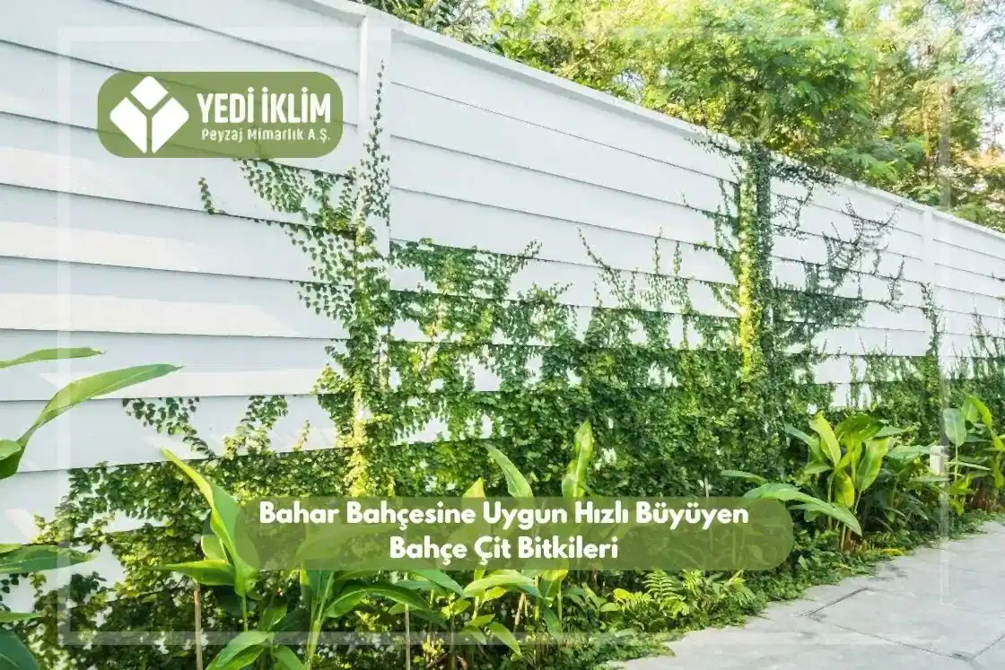 Bahar Bahçesine Uygun Hızlı Büyüyen Bahçe Çit Bitkileri