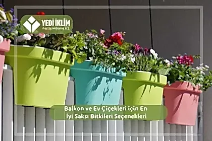 Balkon ve Ev Çiçekleri için En iyi Saksı Bitkileri Seçenekleri