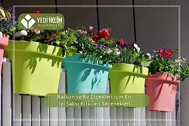 Balkon ve Ev Çiçekleri için En iyi Saksı Bitkileri Seçenekleri