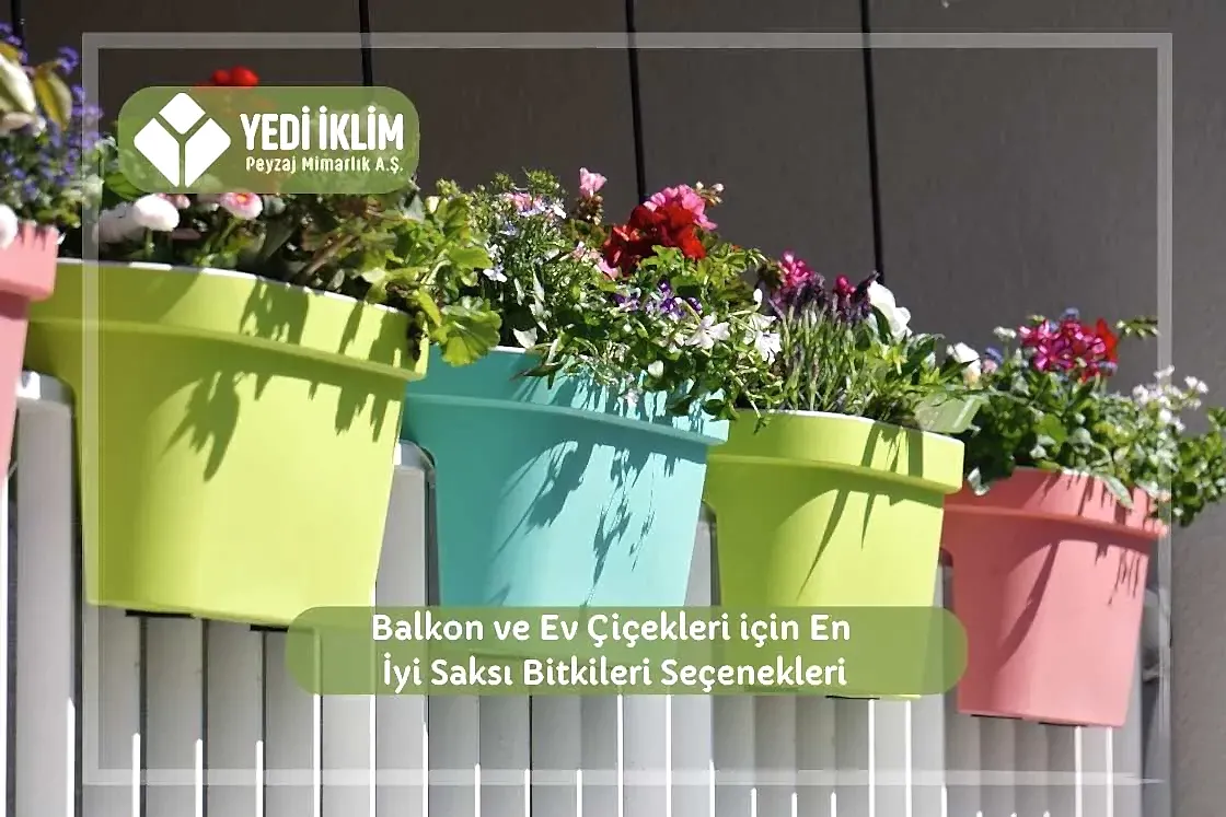 Balkon ve Ev Çiçekleri için En iyi Saksı Bitkileri Seçenekleri