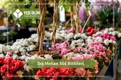 Dış Mekan Süs Bitkileri
