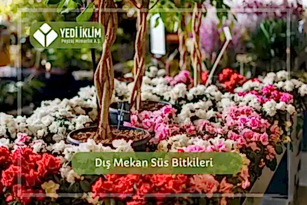 Dış Mekan Süs Bitkileri