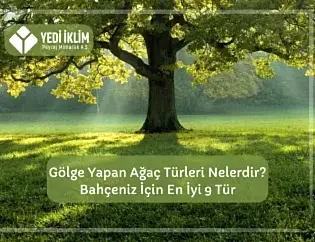 Gölge Yapan Ağaç Türleri Nelerdir? Bahçeniz için En iyi 9 Tür