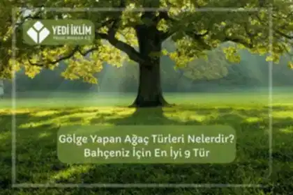 Gölge Yapan Ağaç Türleri Nelerdir? Bahçeniz için En iyi 9 Tür