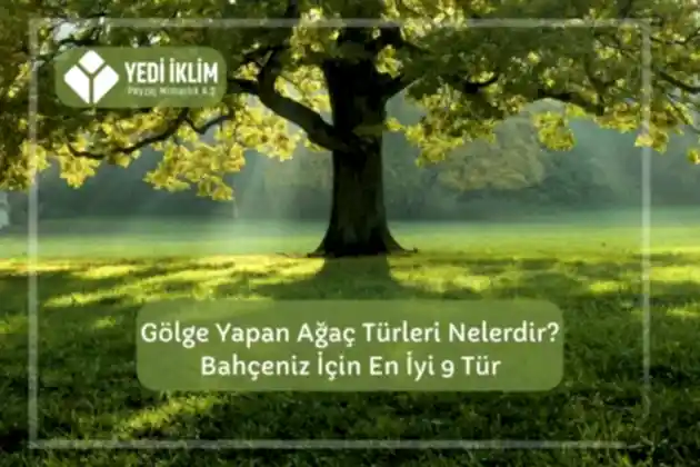 Gölge Yapan Ağaç Türleri Nelerdir? Bahçeniz için En iyi 9 Tür