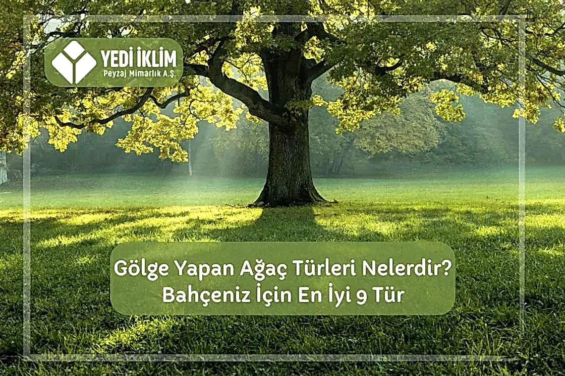 Gölge Yapan Ağaç Türleri Nelerdir? Bahçeniz için En iyi 9 Tür