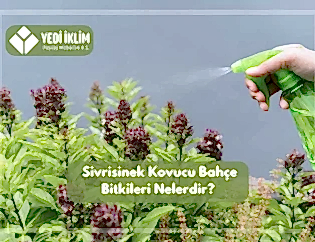 Sivrisinek Kovucu Bahçe Bitkileri Nelerdir?