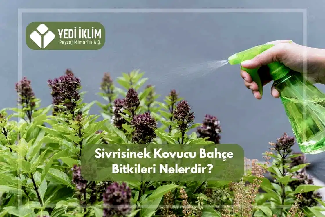Sivrisinek Kovucu Bahçe Bitkileri Nelerdir?