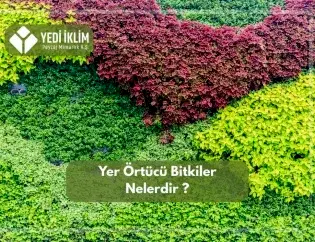 Yer Örtücü Bitkiler Nelerdir?