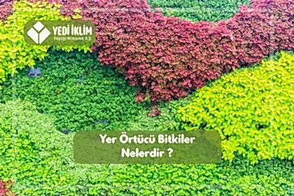 Yer Örtücü Bitkiler Nelerdir?