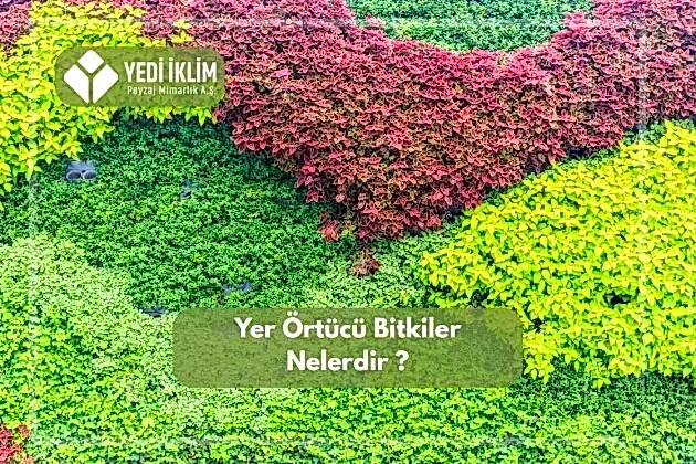 Yer Örtücü Bitkiler Nelerdir?