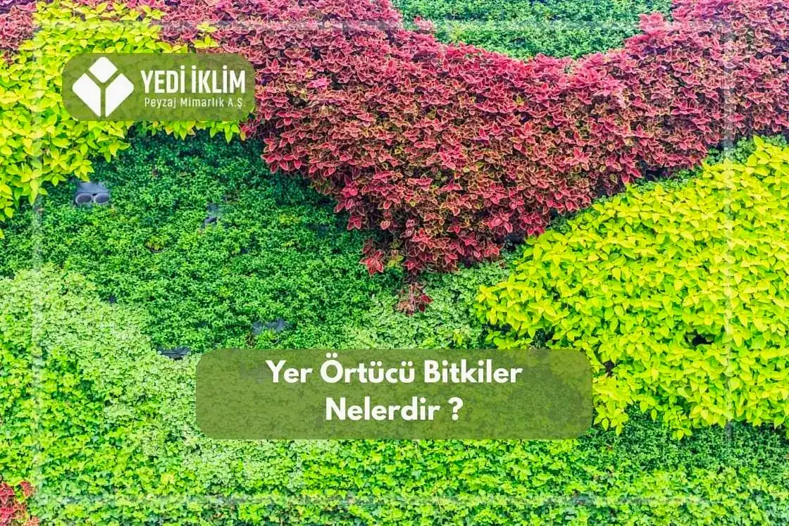 Yer Örtücü Bitkiler Nelerdir?
