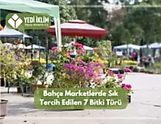 Bahçe Marketlerde Sık Tercih Edilen 7 Bitki Türü