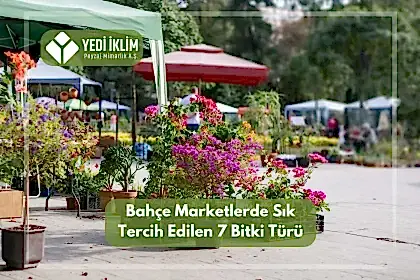 Bahçe Marketlerde Sık Tercih Edilen 7 Bitki Türü