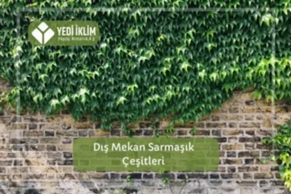 Dış Mekan Sarmaşık Çeşitleri
