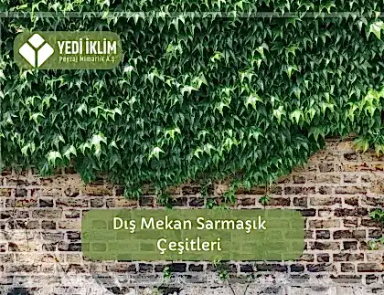 Dış Mekan Sarmaşık Çeşitleri