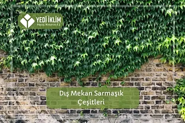 Dış Mekan Sarmaşık Çeşitleri
