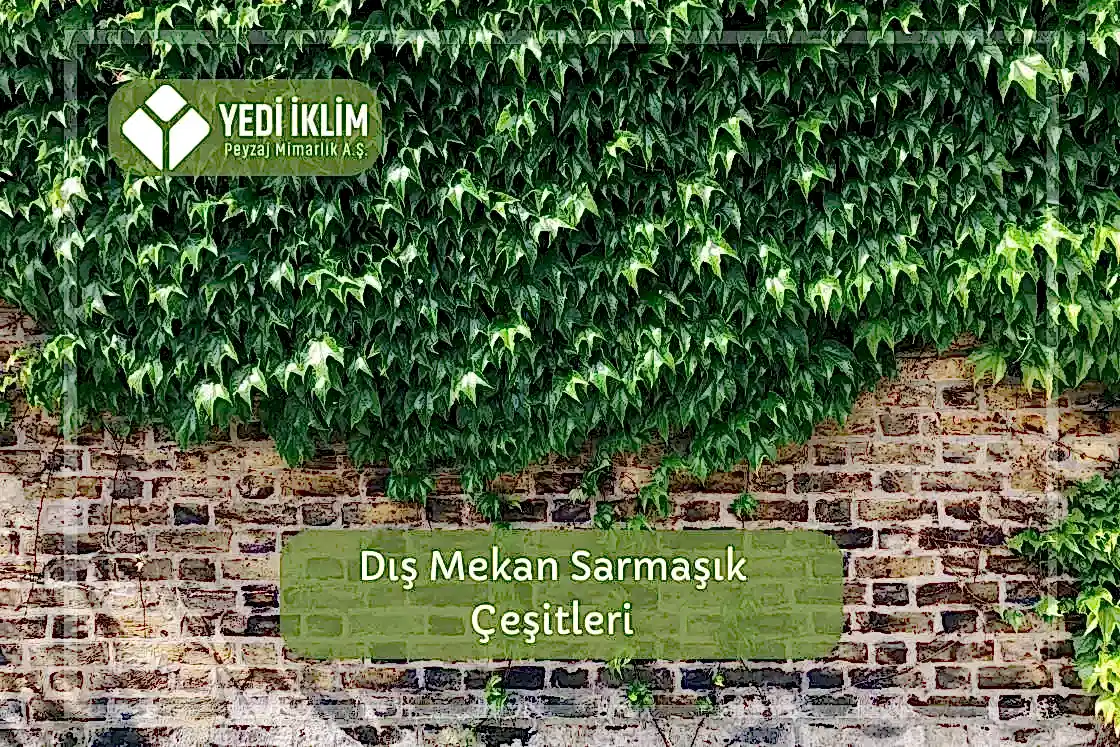 Dış Mekan Sarmaşık Çeşitleri