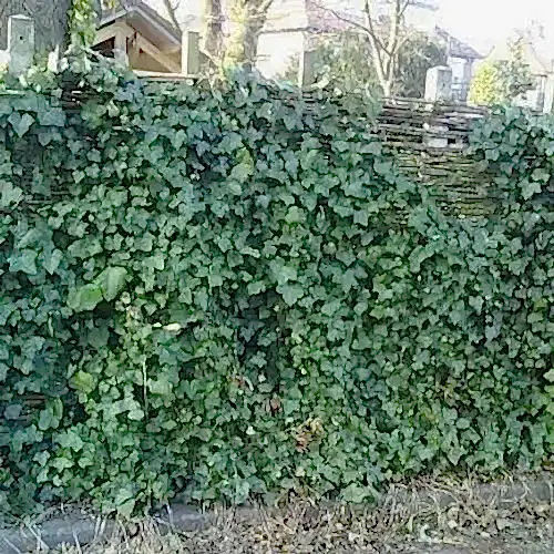 İzlanda Sarmaşığı