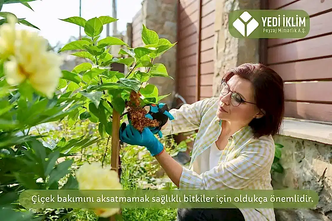 Gölgede Yetişen Çiçek Bakım