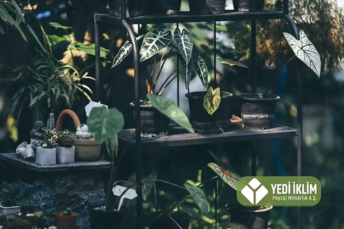 Gölgede Yetişen Çiçekler