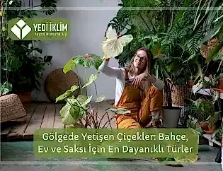 Gölgede Yetişen Çiçekler