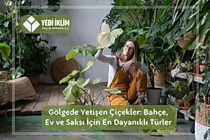 Gölgede Yetişen Çiçekler