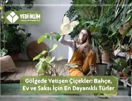 Gölgede Yetişen Çiçekler