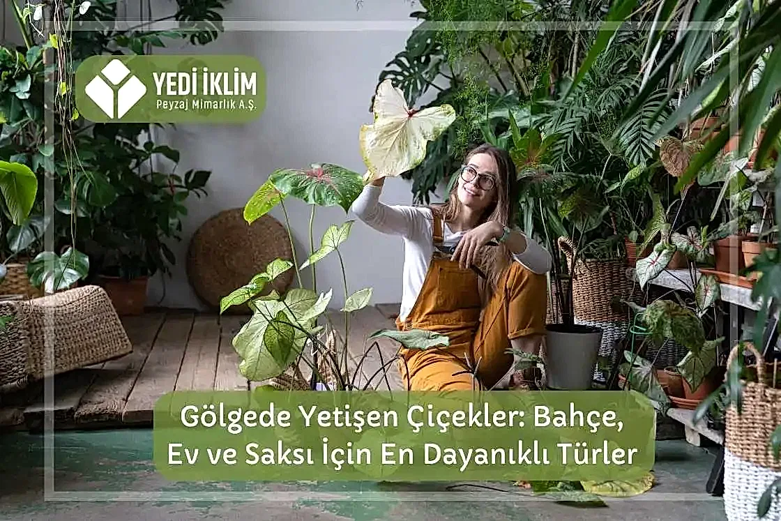 Gölgede Yetişen Çiçekler