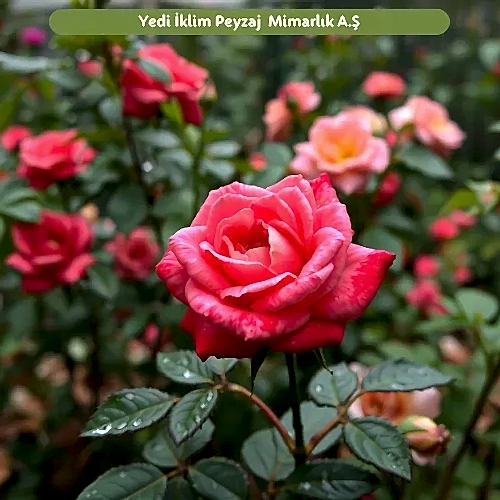 Bahçe Çiçeklerinde Kırmızı Gül